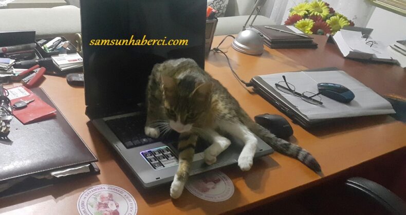 Evde Hayvan Beslemenin Faydaları!