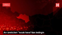 Arı üreticileri dertli!