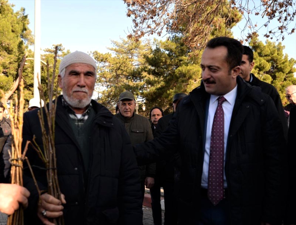 Söğüt te 10 bin 400 sertifikalı ceviz fidanı dağıtıldı