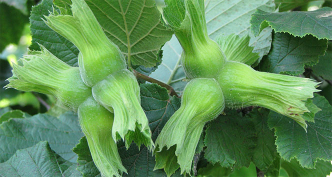 Fındık için sigorta zamanı