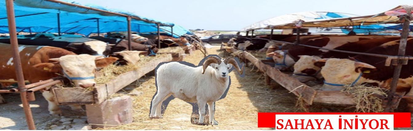 KURBANLIKLAR SAHAYA İNİYOR!