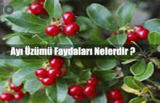 AYI ÜZÜMÜNÜN FAYDALARI NELERDİR?
