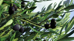 Zeytin yaprağının bilinmeyen Faydaları