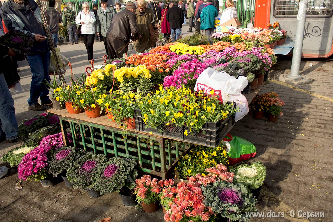 ÇİÇEKÇİLER SERBEST!