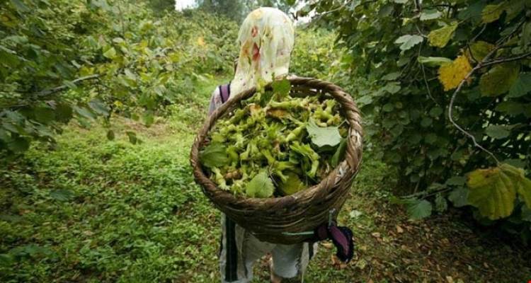 FINDIK TOPLAMA BAŞLADI.TABAN FİYAT BELİRSİZ!