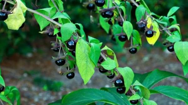 GÜZELAVRAT OTU NEDİR?NE İŞE YARAR!