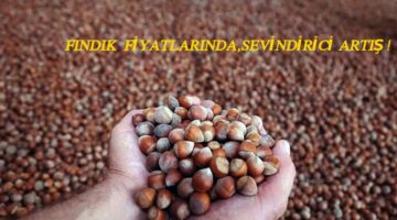 FINDIK FİYATLARI YÜZ GÜLDÜRÜYOR