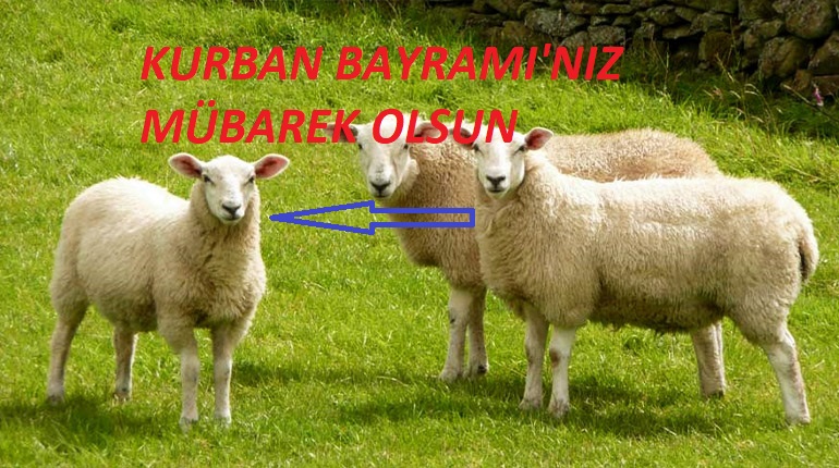 KURBAN BAYRAMI KUTLU OLSUN
