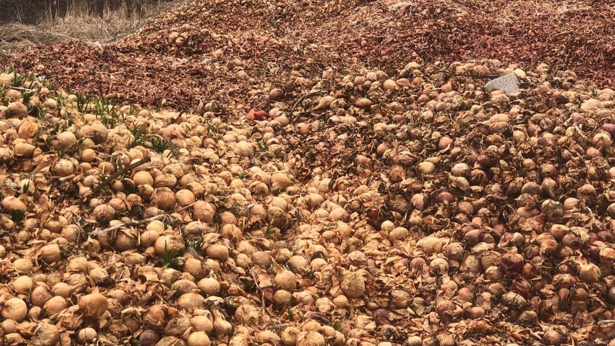 ONLARCA ÇUVAL SOĞAN ÇÖPE DÖKÜLDÜ !