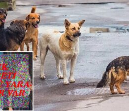 VAN’DA SOKAK KÖPEĞİ VAHŞET!