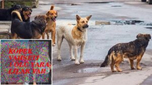 köpekler