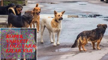 VAN’DA SOKAK KÖPEĞİ VAHŞET!